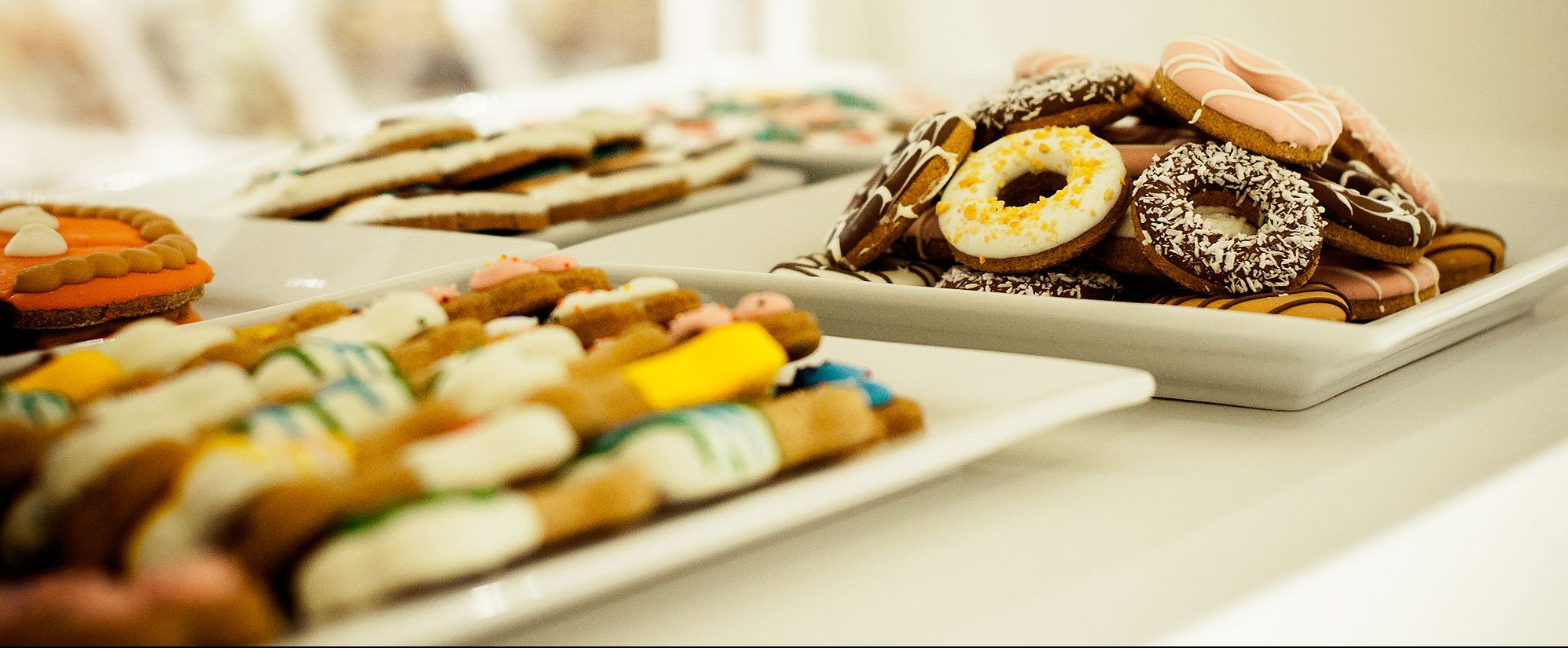 Store Spotlight Bone & Biscuit Lethbridge, AB Bone & Biscuit Co.