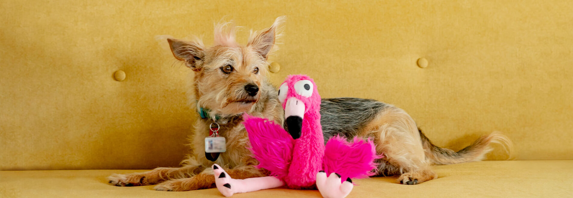 Talking Huxley & Kent Dog Toys with Robin Kershner