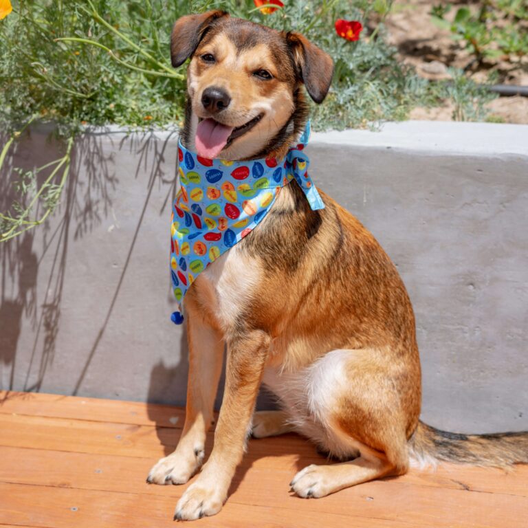 Talking Huxley & Kent Dog Toys with Robin Kershner