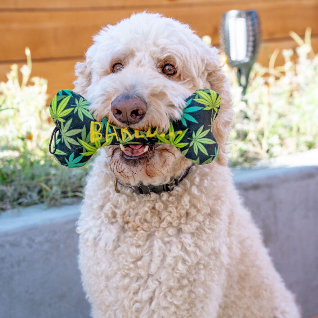 Talking Huxley & Kent Dog Toys with Robin Kershner