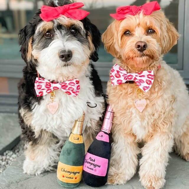 Talking Huxley & Kent Dog Toys with Robin Kershner