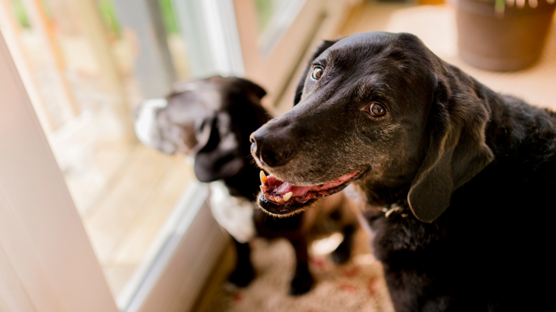 News Bone & Biscuit Co.