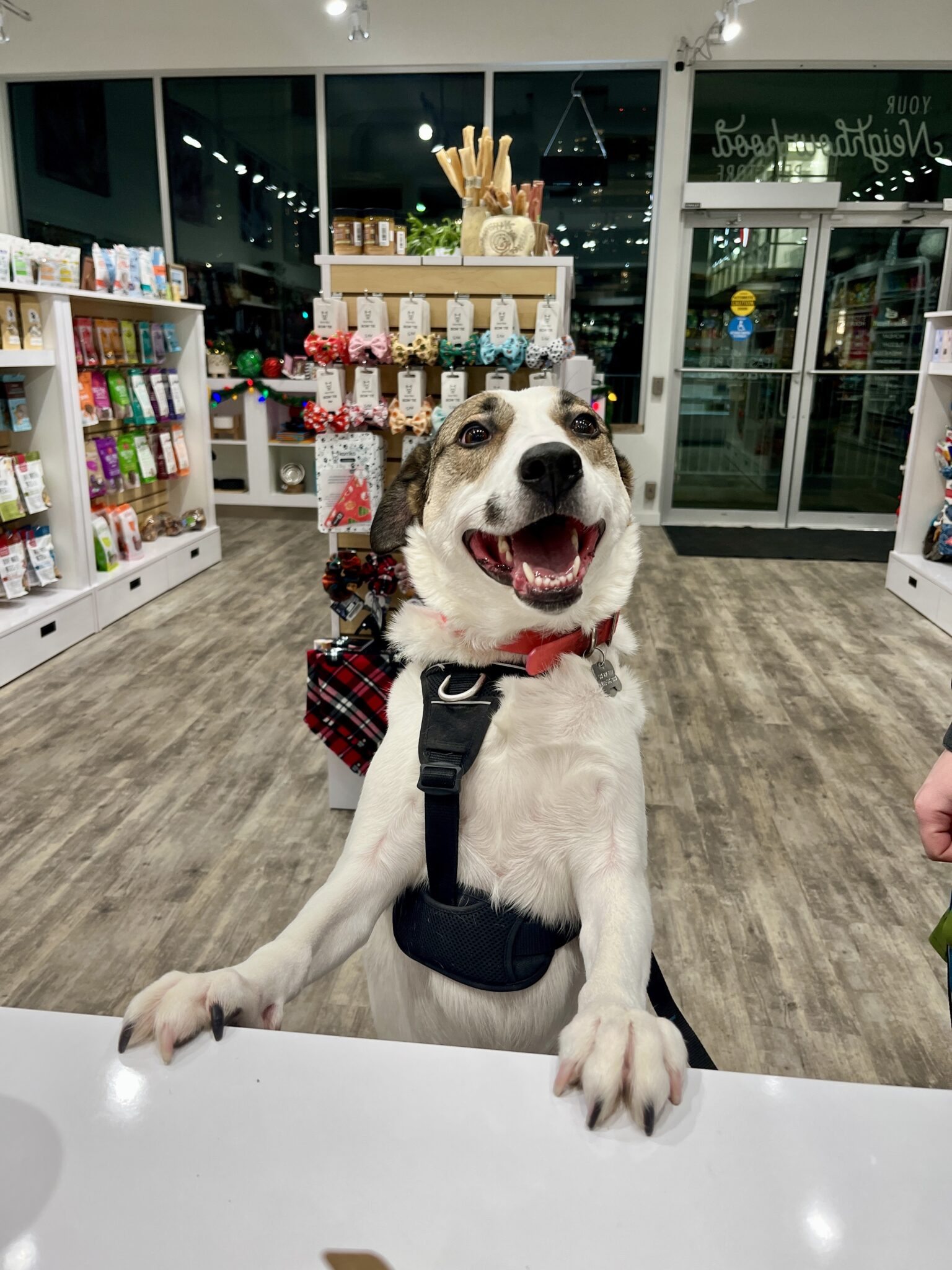 Bone And Biscuit Dog Walking Forecast at Donna Acevedo blog