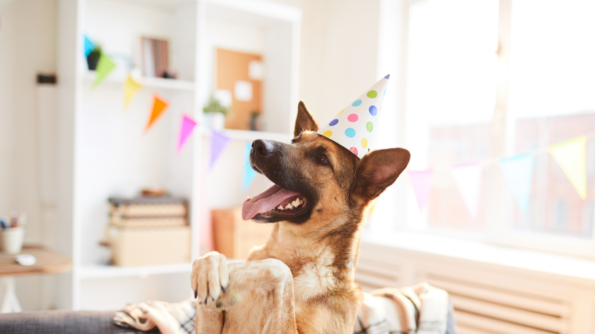 News Bone & Biscuit Co.